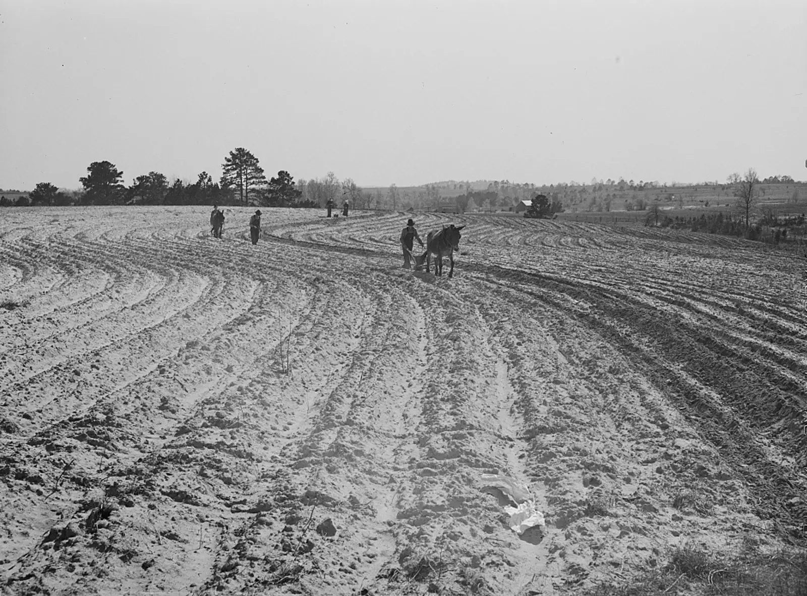 Plowing and planting near Pacolet, South Carolina, 1941